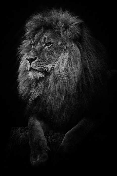 300+ Wallpaper Hd Black Lion free Download - MyWeb