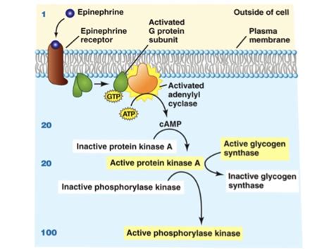 Epinephrine Synthesis Pathway