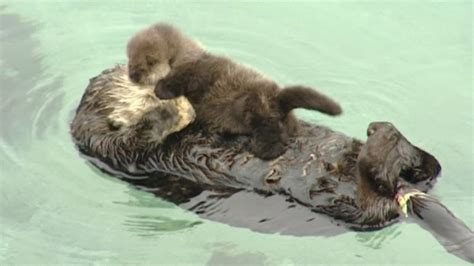 You ‘otter’ get a look at this cute baby otter