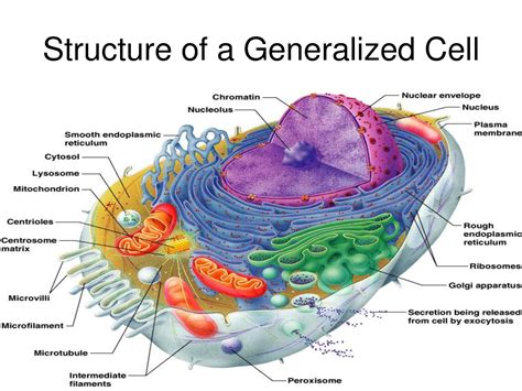 Overview of Cell Structure