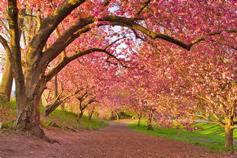 Central Park Cherry Blossoms Complete Spring Guide & DETAILED MAP