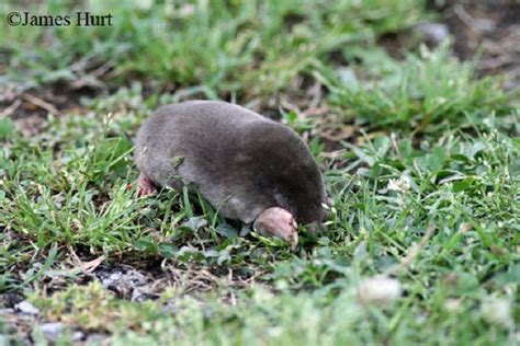 Eastern Mole | Tennessee Wildlife Resources Agency