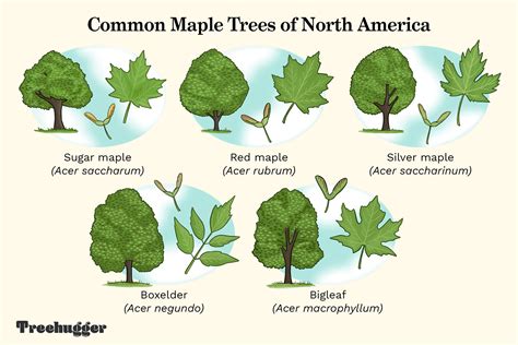 Sugar Maple Leaf Vs Red Maple Leaf