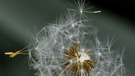 1920x1080 dandelion, fluff, flower 1080P Laptop Full HD Wallpaper, HD ...