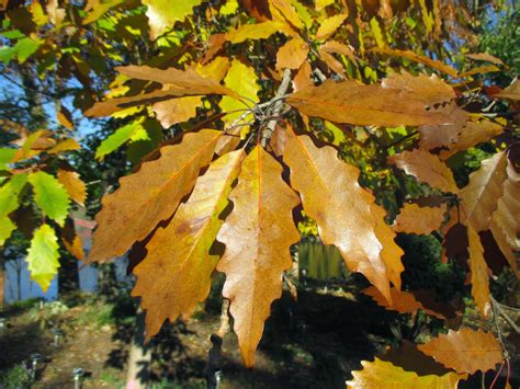 Rotary Botanical Gardens - Hort Blog: Cords Out, Debris In