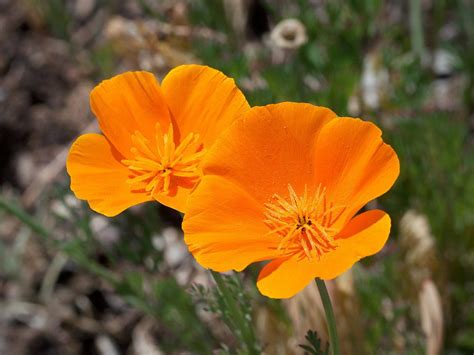 How to Grow and Care for California Poppies | Pansy Maiden