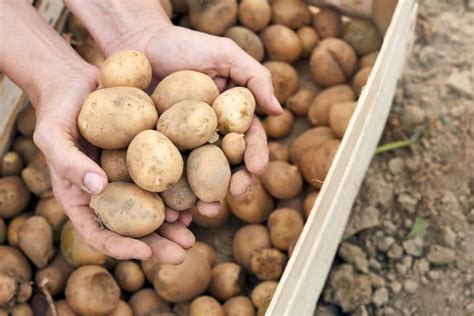 Potato Growth » Top Facts