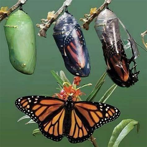 Butterfly transformation | Butterfly chrysalis, Butterfly cocoon, Butterfly