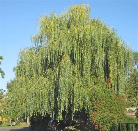 Willows - Tree Guide UK - Willow trees identification