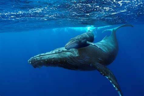 Humpback whales making a comeback and why we need to keep our oceans ...