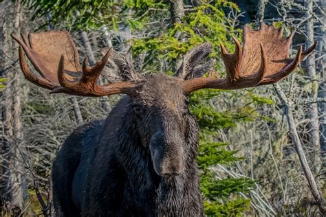 Moose Hunting - Canoe the Wild