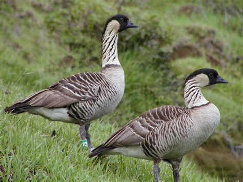 Hawaiian Nene Goose May Be Knocked Off Its Endangered Species Perch ...