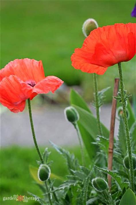 6 Must-Know Poppies + How to Grow these Pretty Poppy Flowers from Seed ...