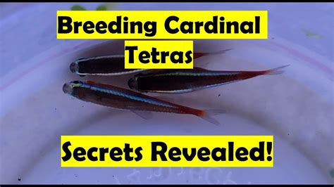 Breeding Cardinal Tetra Updates and Q/A!!! - YouTube