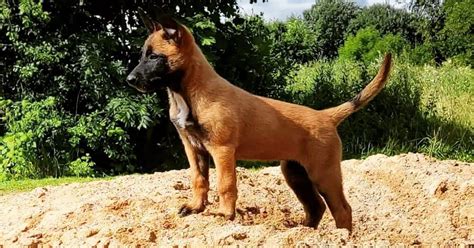 Belgian Malinois Growth Chart - Learn About Nature