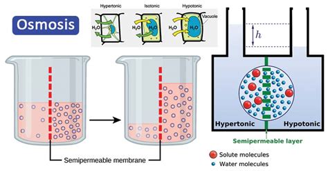 osmosis in cells
