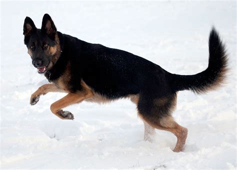 Unleashing the Elegance: Long Coat Bi Color German Shepherd - See Their ...