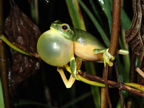 Why do frogs call? - The Australian Museum Blog