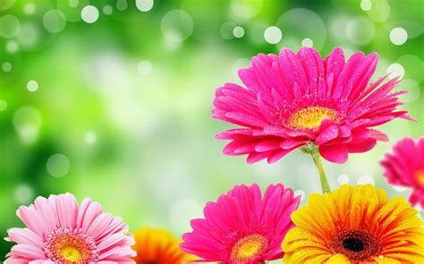 Flowers Wallpaper HD