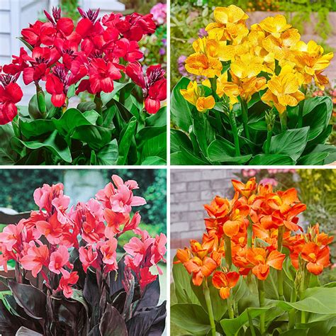 Tropical Dwarf Canna Collection | Brecks Premium Bulbs