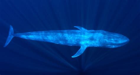 Pygmy blue whales deepen their moans | Blue whale, Whale, Great whale