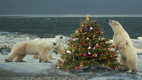 Polar Bear Christmas Wallpapers