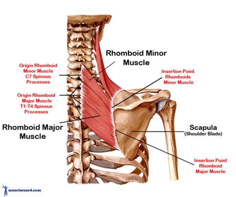 Rhomboid Muscles are found in the upper torso of the back.