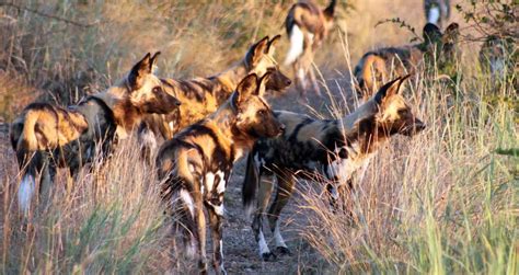 The Social Behavior of African Wild Dogs - Kenya Wild Parks