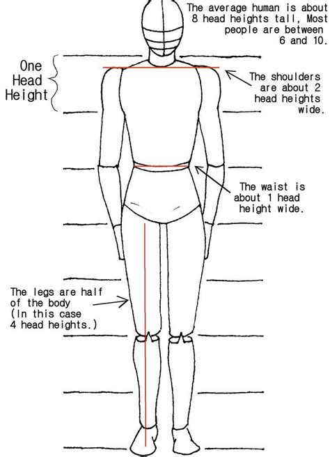 drawing human proportions tutorial - Wilda Gilliland