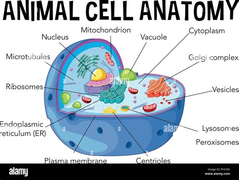 A Labeled Diagram Of The Animal Cell And Its Organelles