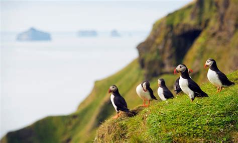 What's the difference between a penguin and a puffin? | HowStuffWorks