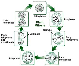 Plant cell mitosis stages