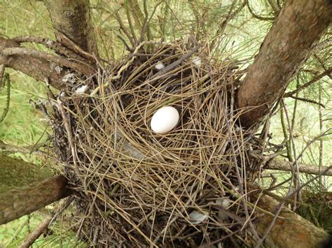 The Pigeon Nest: Pigeon Nesting Habits And Behaviors - Daily Birder