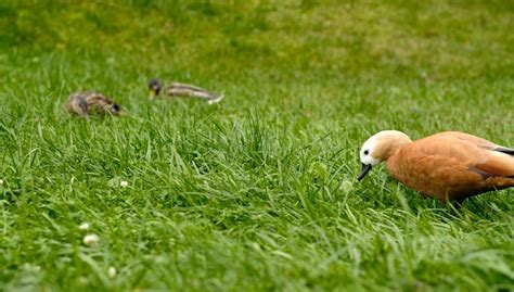 Premium Photo | Wild ducks grazing in green grass waterfowls eating ...