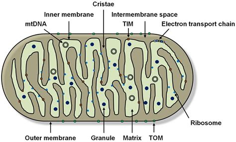 CIMB | Free Full-Text | Natural Mitochondria Targeting Substances and ...