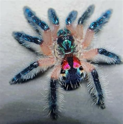 🔥 The Brazilian Jewel Tarantula. : r/NatureIsFuckingLit