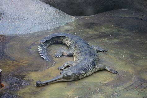 Gharial - Ten Random Facts