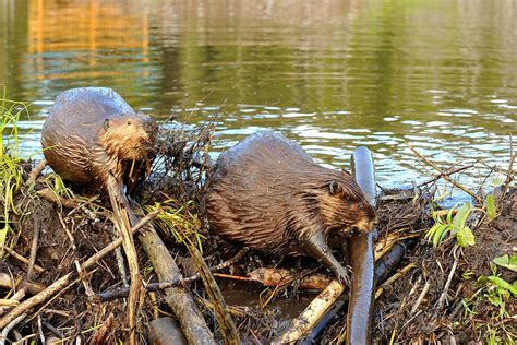 Why do beavers build dams? | New Scientist