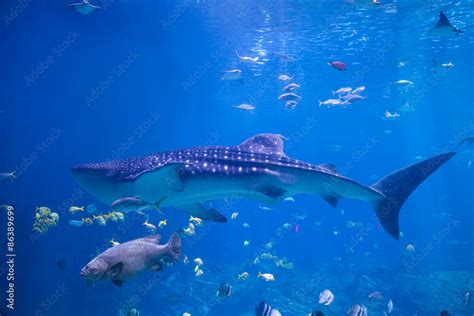 Whale shark swimming Stock Photo | Adobe Stock