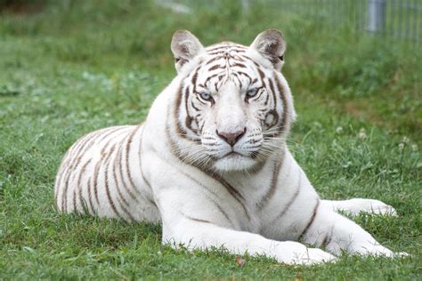 The Source Of All White Tigers | Turpentine Creek Wildlife Refuge