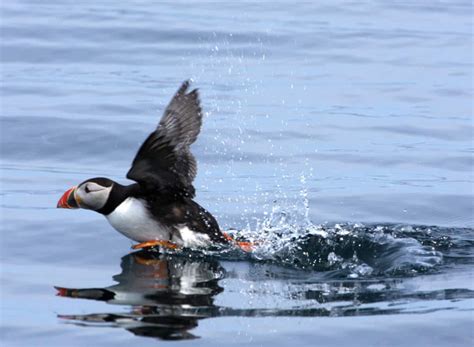 puffin_in_flight :Isles of Scilly Travel