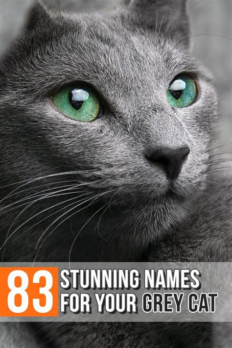 Gray Cat Names: 83 Amazing Names For Your Ash Baby! | Grey cat names ...