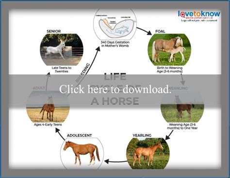 Life Cycle of a Horse: Stages and Care | LoveToKnow