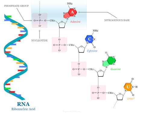 Nucleotide - DNA and RNA - Structure, Synthesis