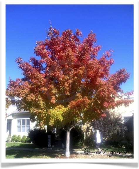 Sugar Maple Tree Identification || Identifying Acer saccharum