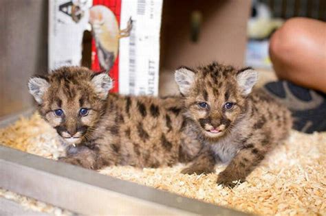 From orphans to star attraction: 5 Washington cougar cubs find homes ...