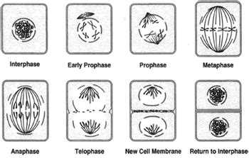 Plant Mitosis Stages