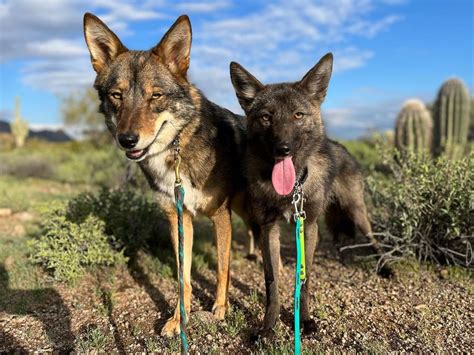 Coyote Dog Mix – Your Ultimate Guide To A Wildlife Companion