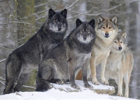 Pack Of Timber Wolfs - 2012x1440 Wallpaper - teahub.io