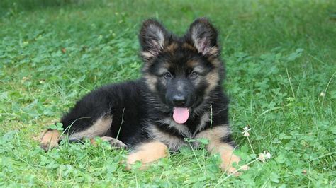 Black and brown German Shepherd puppy on green grass HD wallpaper ...